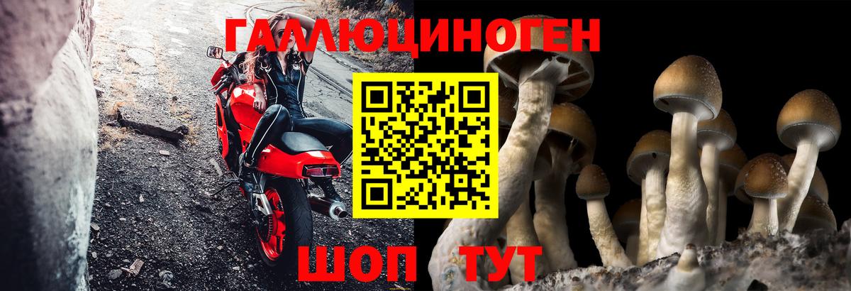 Киреевск  Галлюциногенные грибы Psilocybe  Вход с VPN 